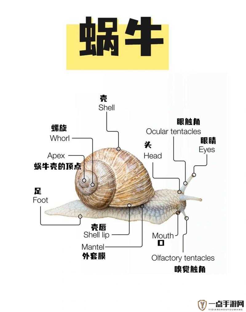 全面解析最强蜗牛异种形态的独特特点、效果及实际作用说明